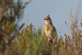 Crested Lark