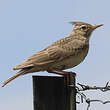 Cochevis huppé