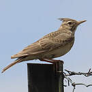 Cochevis huppé
