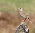 Cochevis huppé