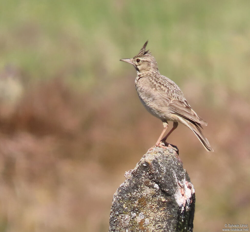 Cochevis huppé adulte
