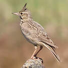Cochevis huppé