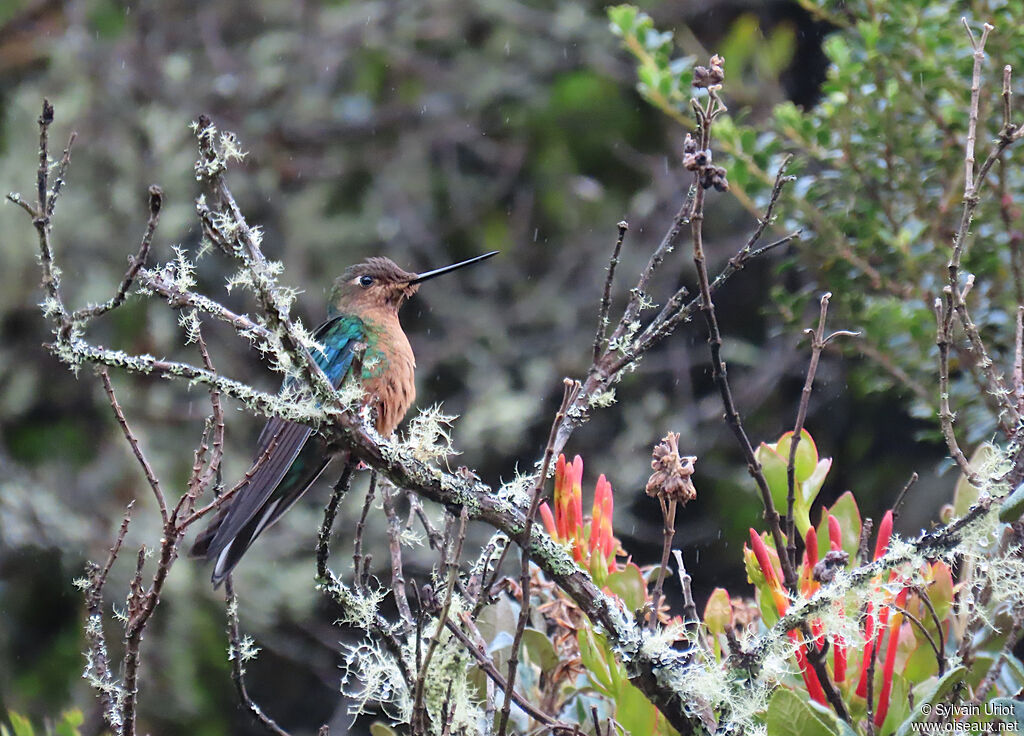 Great Sapphirewing female adult