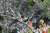 Colibri à ailes saphir