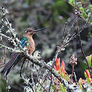 Colibri à ailes saphir