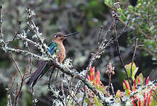 Colibri à ailes saphir