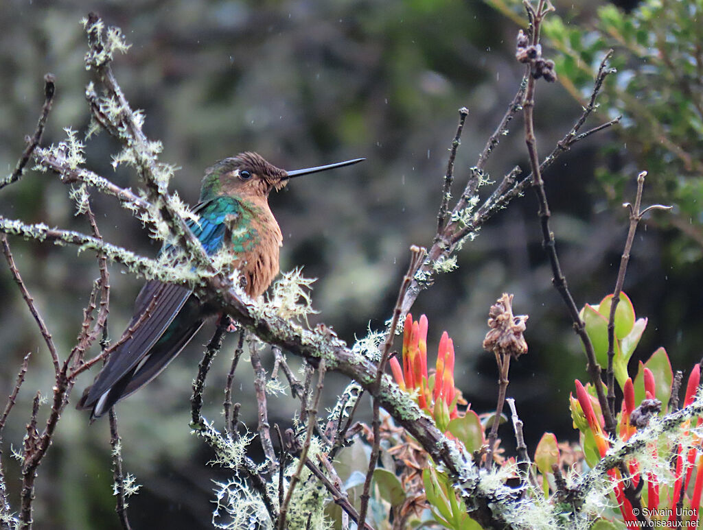 Great Sapphirewing female adult