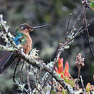 Colibri à ailes saphir