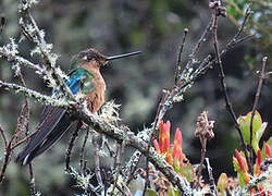 Colibri à ailes saphir