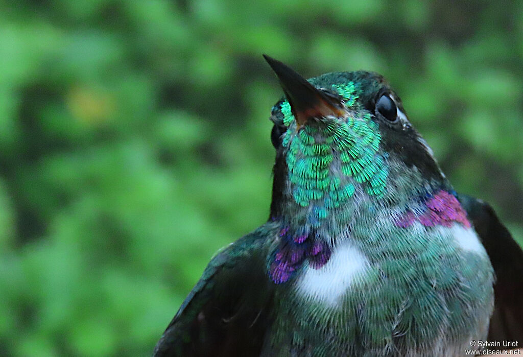 White-throated Daggerbilladult