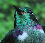 White-throated Daggerbill