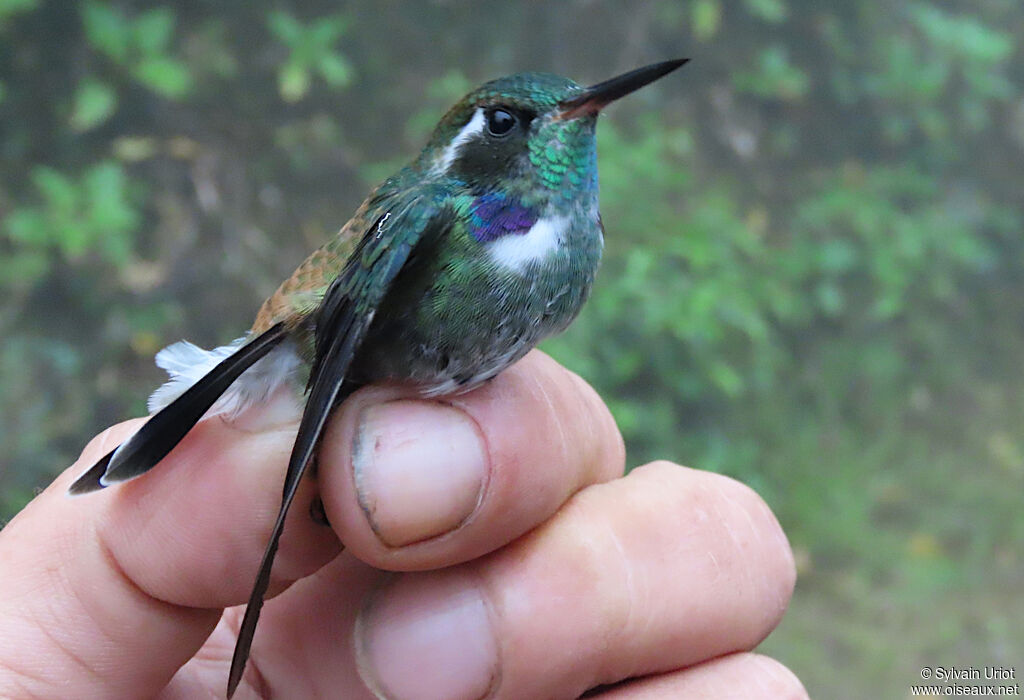 Colibri à collier blancadulte