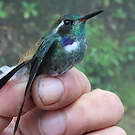 Colibri à collier blanc