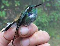 Colibri à collier blanc