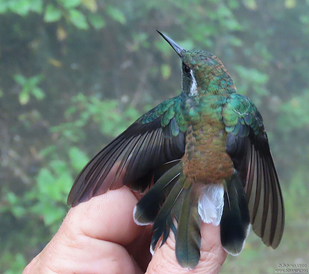 Colibri à collier blancadulte