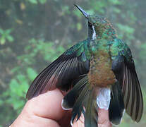 White-throated Daggerbill