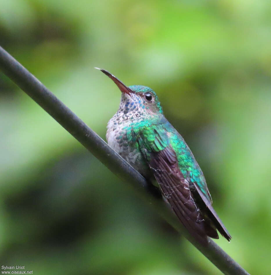 Blue-chinned Sapphire female adult