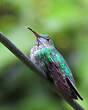 Colibri à menton bleu