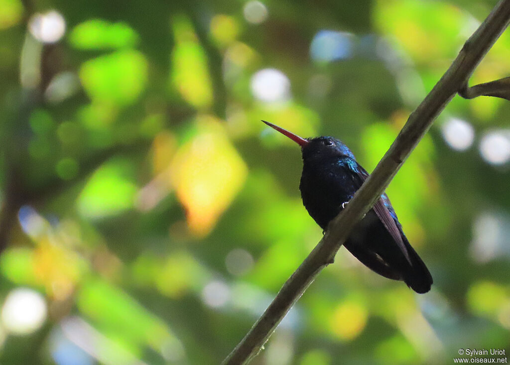 Blue-chinned Sapphire male adult