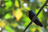 Colibri à menton bleu