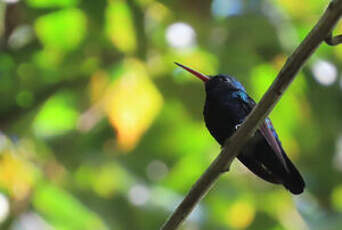 Colibri à menton bleu