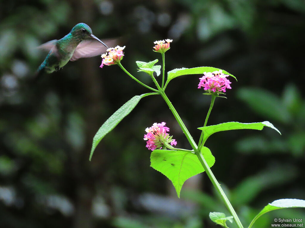 Blue-chinned Sapphire female adult