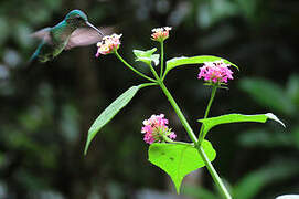 Blue-chinned Sapphire