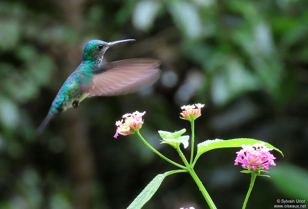 Blue-chinned Sapphire female adult