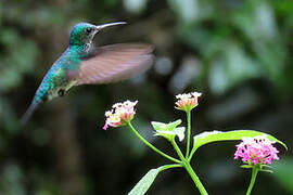 Colibri à menton bleu