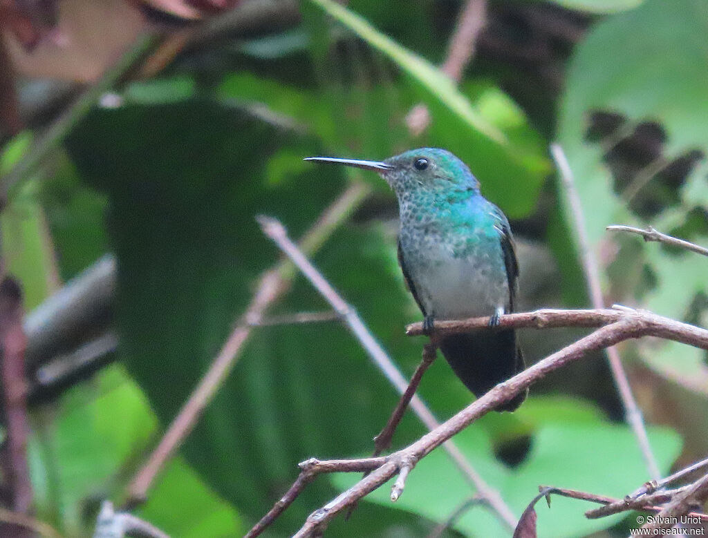 Colibri à menton bleu femelle adulte