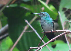 Colibri à menton bleu