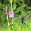 Colibri à menton bleu