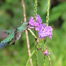 Colibri à menton bleu
