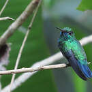 Colibri à menton bleu