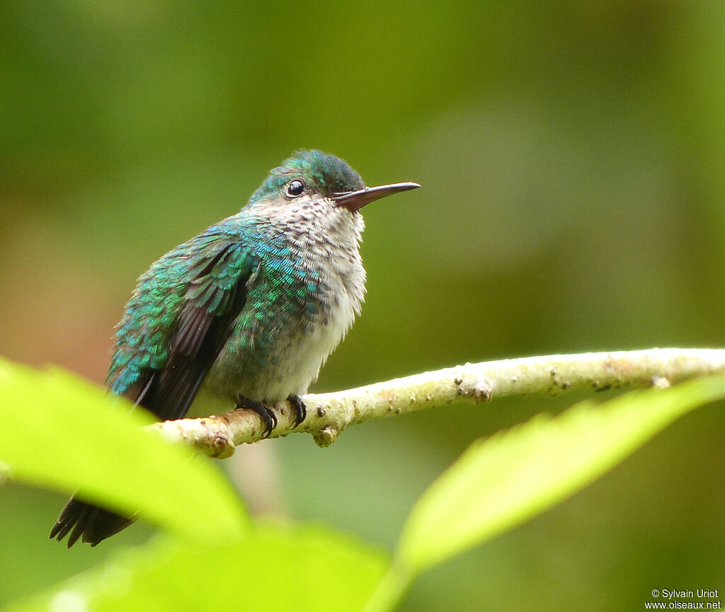 Blue-chinned Sapphire female adult