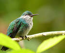 Colibri à menton bleu