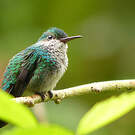 Colibri à menton bleu