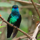 Colibri à menton bleu