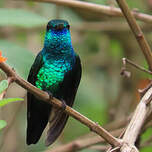 Colibri à menton bleu