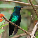 Colibri à menton bleu