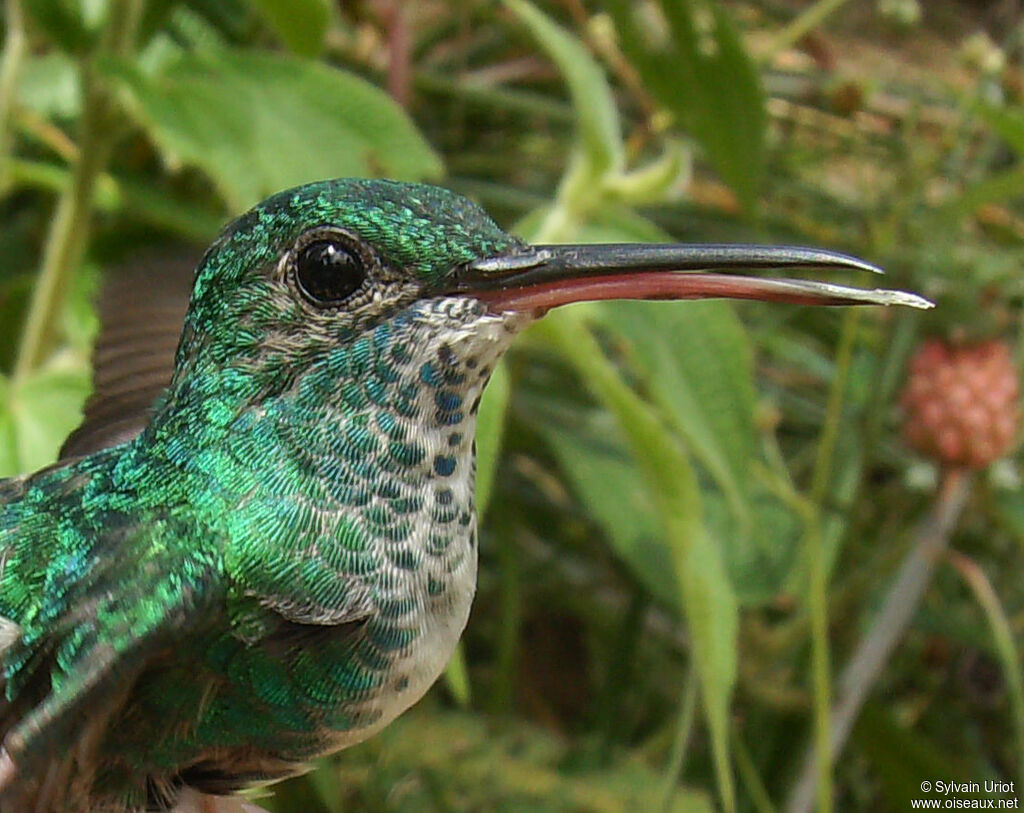 Blue-chinned Sapphire female adult