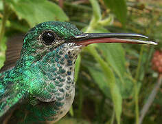 Blue-chinned Sapphire