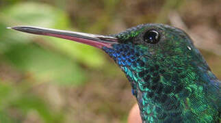 Blue-chinned Sapphire