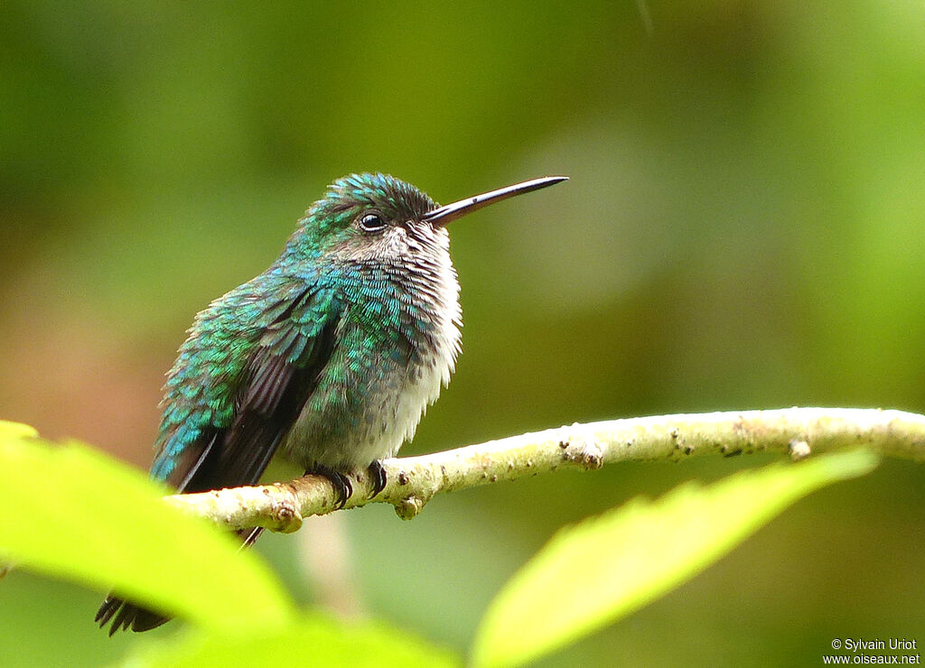 Blue-chinned Sapphire female adult