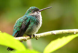 Blue-chinned Sapphire