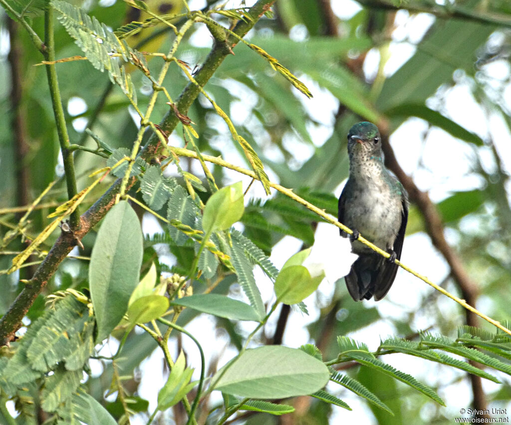 Colibri à menton bleu femelle adulte