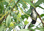 Colibri à menton bleu