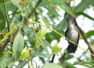 Colibri à menton bleu