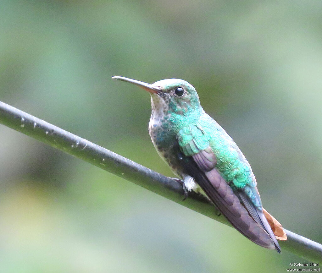 Blue-chinned Sapphire female adult