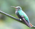 Colibri à menton bleu